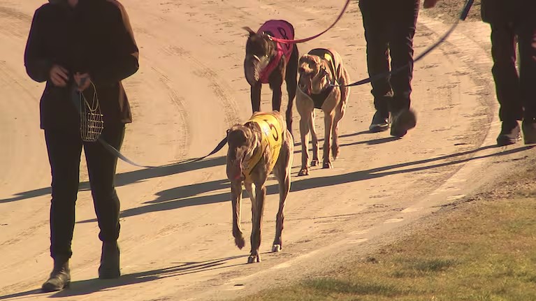 Greyhound racing in New Zealand is entering its final week before the national ban takes effect.