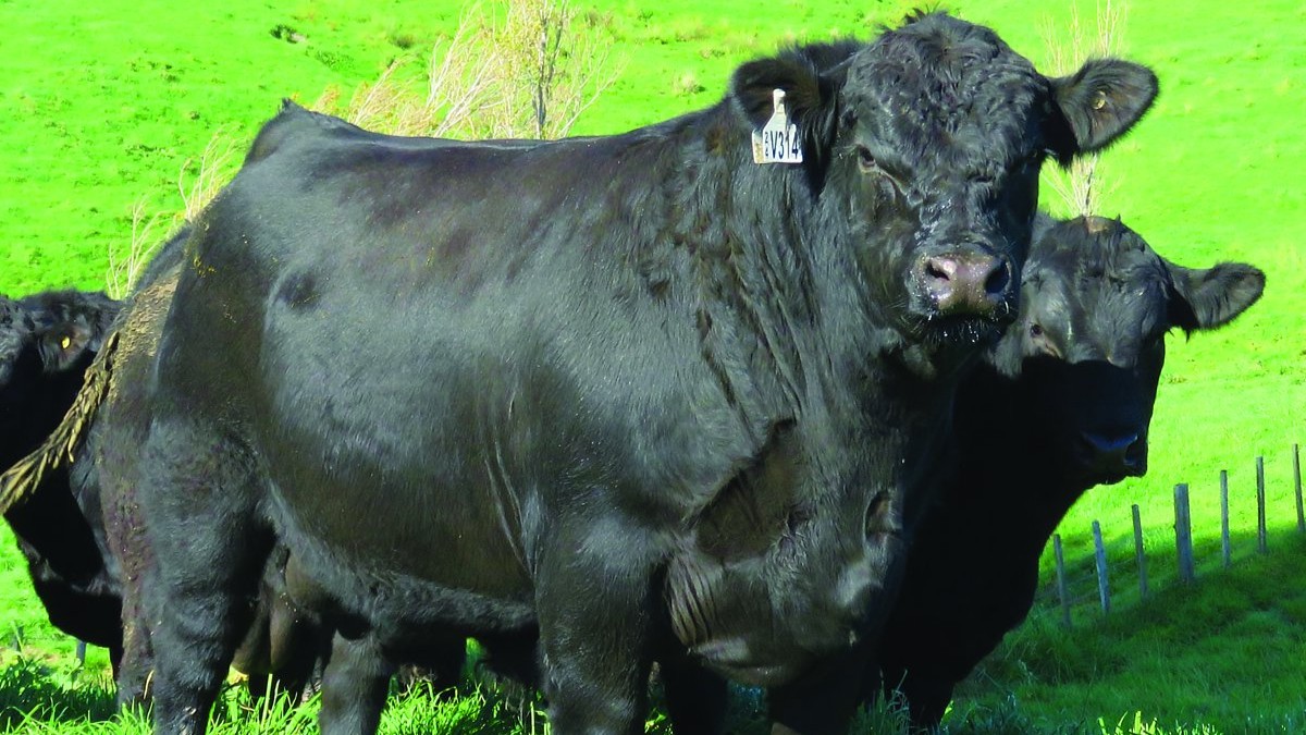 A single Angus bull sold at auction during Gisborne-East Coast Bull Week.
