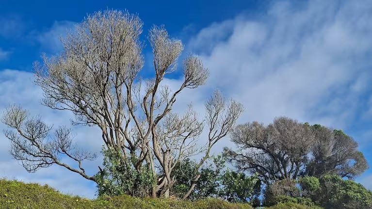 DOC says two pohutukawa trees along Hahei Beach showed clear drill-and-fill poisoning damage.
