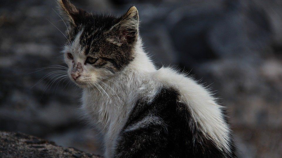 Advocates urge stricter rules for Wairarapa cat bylaw